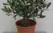 Olivi di altre specie